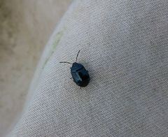 Sehirus cinctus albonotatus