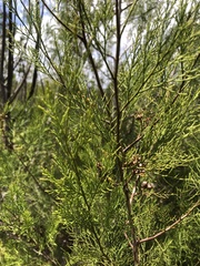 Callitris rhomboidea