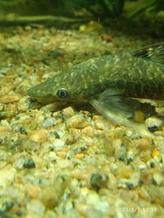Hypoptopoma