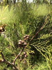 Callitris rhomboidea