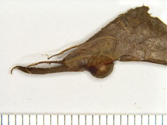 Callirhytis quercusfutilis