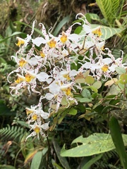 Oncidium cirrhosum