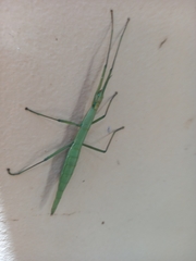 Macynia labiata