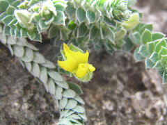 Crotalaria similis