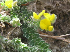 Crotalaria similis