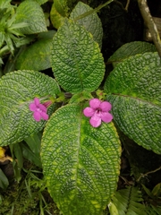 Chrysothemis melittifolia