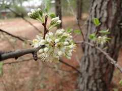 Prunus angustifolia