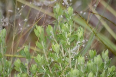 Baccharis dracunculifolia