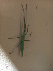 Macynia labiata