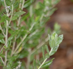 Baccharis dracunculifolia