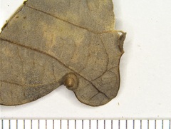 Callirhytis quercusfutilis