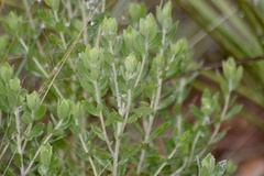 Baccharis dracunculifolia