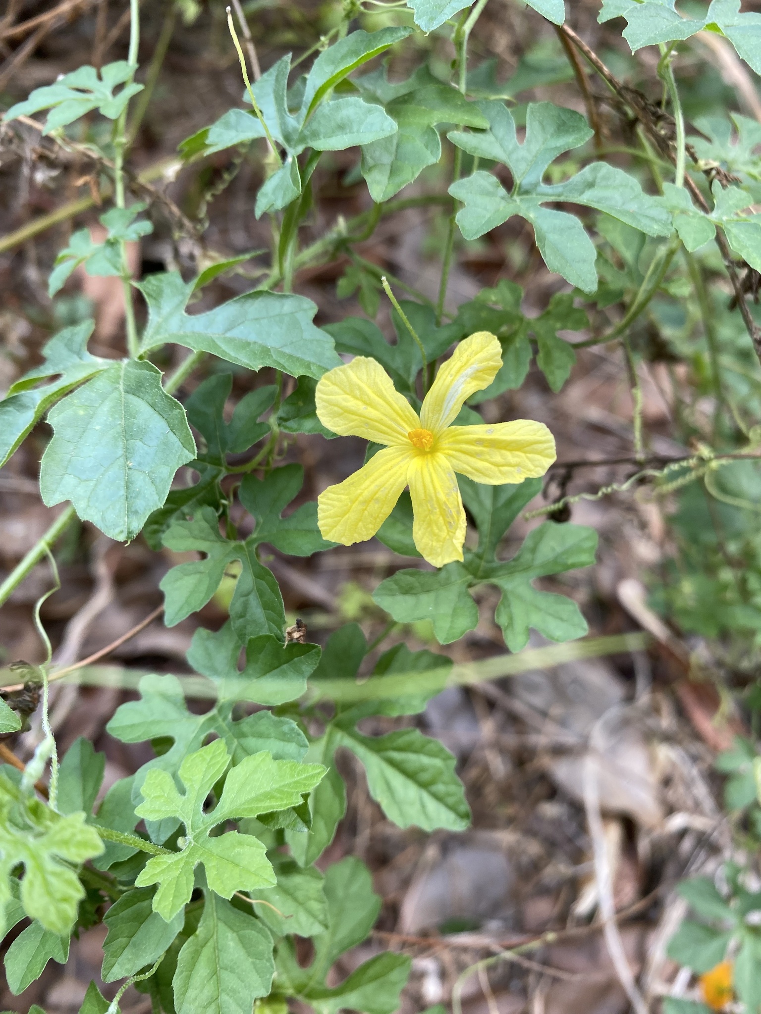 Momordica charantia