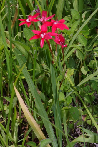 Freesia laxa image