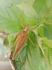 Pleminiiti