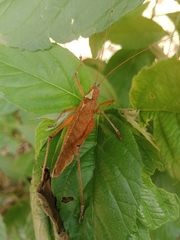Pleminiiti