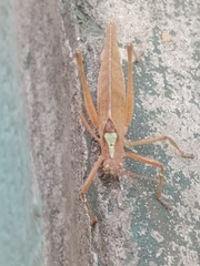 Pleminiiti