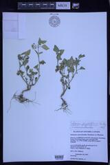 Solanum nitidibaccatum