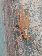 Pleminiiti