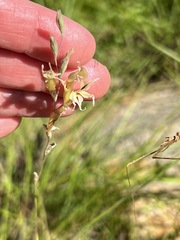 Gladiolus permeabilis