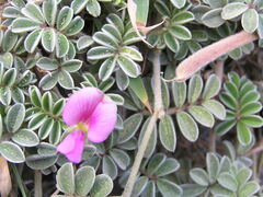 Tephrosia obovata