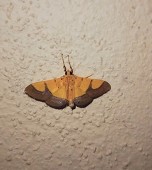 Endocrossis flavibasalis