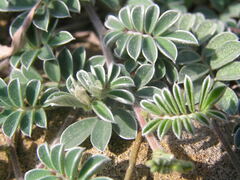 Tephrosia obovata