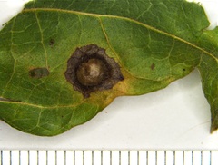 Callirhytis quercusfutilis