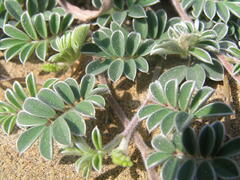 Tephrosia obovata