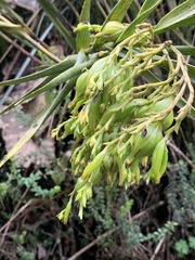 Epidendrum frutex