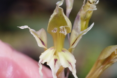 Gladiolus permeabilis