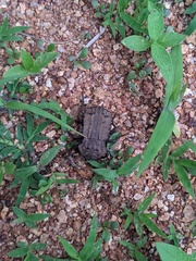 Anomalipus heraldicus heraldicus