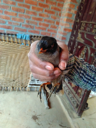 Bank Myna (Acridotheres ginginianus), photo 8
