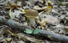 Leccinellum pseudoscabrum