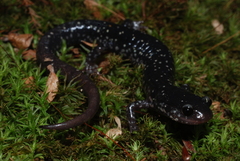 Plethodon mississippi