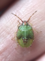 Sinopla perpunctatus