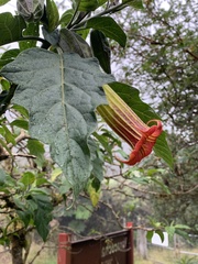 Brugmansia sanguinea