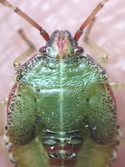 Sinopla perpunctatus