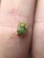 Sinopla perpunctatus