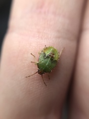 Sinopla perpunctatus