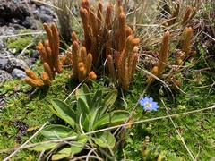 Gentiana sedifolia