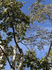 Sterculia appendiculata