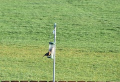 Fringilla coelebs coelebs