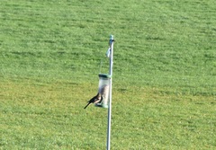 Fringilla coelebs coelebs