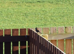 Fringilla coelebs coelebs