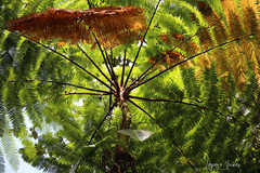 Alsophila spinulosa