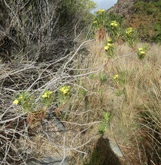 Euryops arabicus