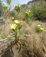 Euryops arabicus