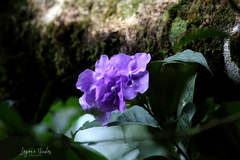 Brunfelsia pauciflora
