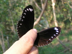 Euploea sylvester swinhoei